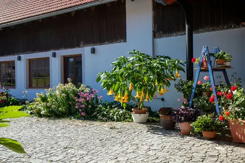 Areál a okolí penzionu